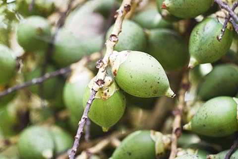 betel nut